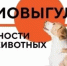 Чем опасен самовыгул для вашего питомца? - Бирский район